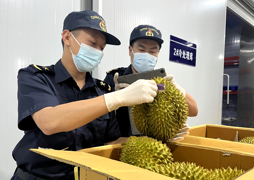 磨憨鐵路口岸綜合性指定監(jiān)管場地水果查驗區(qū)內(nèi)，海關(guān)關(guān)員正在查驗進口榴蓮。勐臘海關(guān)供圖