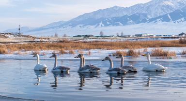 新疆巴裡坤：天鵝游弋